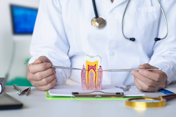 Best Emergency Root Canal Treatment in Mango, FL